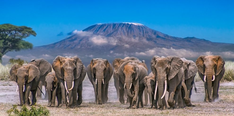 AMBOSELI-PARK