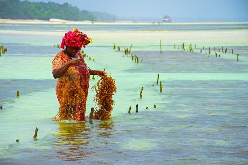 Local-Fishing-Zanzibar