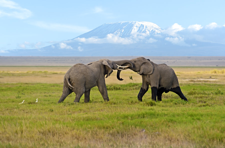 Amboseli-national-park