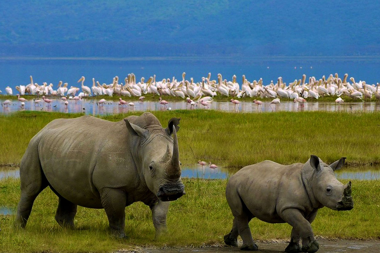 lake-nakuru-national-park