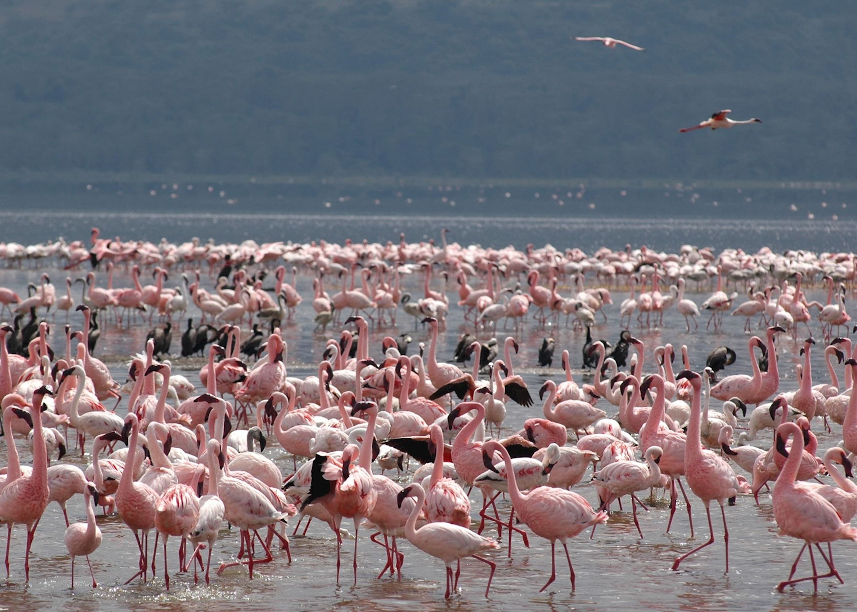 lake-nakuru