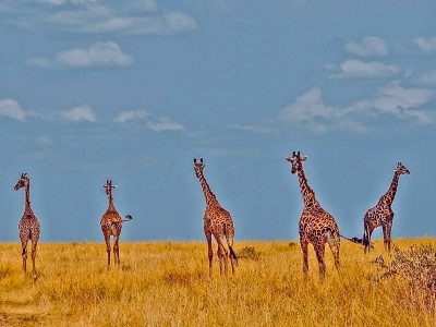 Masai Mara