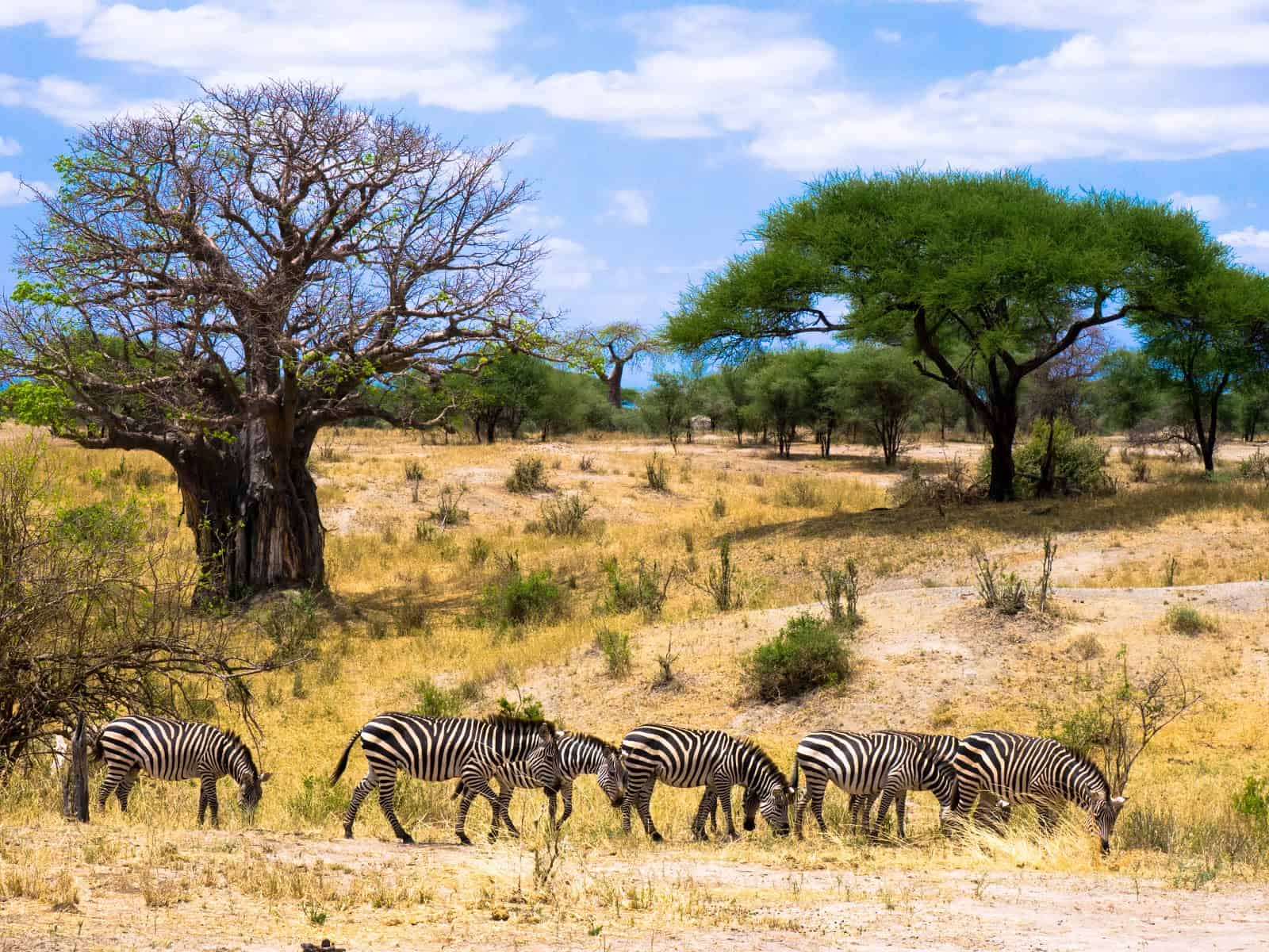 Tarangire-National-Park-Tanzania